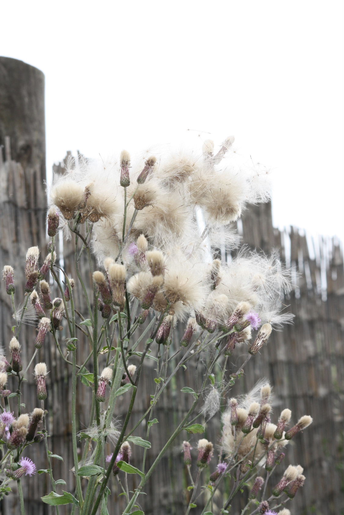 Cirsium arvense